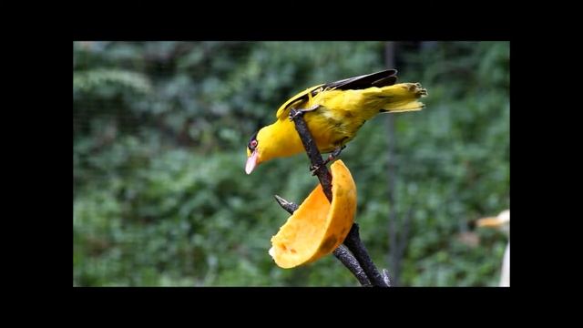 canon eos m with EF80-200 II lens смотреть онлайн