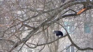 2018  ПРИШЛА  ВЕСНА, ГРАЧИ  ПРИЛЕТЕЛИ