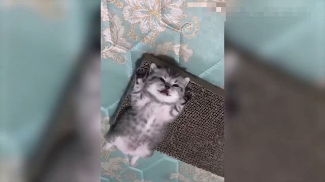 Смешные животные / Приколы с животными / Домашние животные / Сборник приколов смотреть онлайн