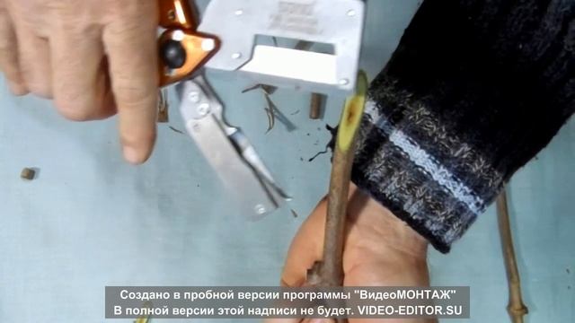 Работа копулировочного секатора SONO. Настольная прививка винограда улучшенной копулировкой. смотреть онлайн