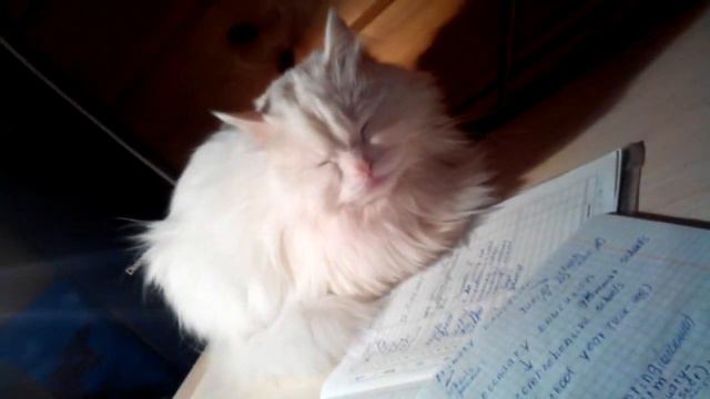 Киса. котик. Пушок. не дают спать. смотреть всем! ха-ха. прикол. напугала)) смотреть онлайн