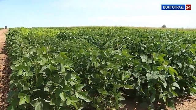 Горная поляна смотреть онлайн