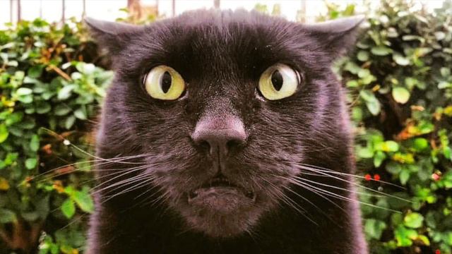 Plato's Cat - "Plato's Cat" смотреть онлайн