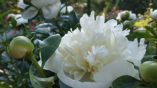 Исторические пионы. Сорта. Часть 2. смотреть онлайн