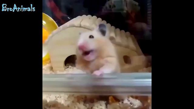 ПРИКОЛЫ С ЖИВОТНЫМИ подборка | FUN WITH ANIMALS compilation #507 смотреть онлайн