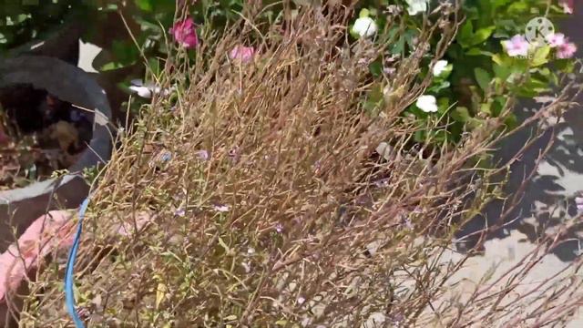 467 - Summer Garden ke liye transplant kiye plants/How to collect & store Virginia Stock seeds смотреть онлайн