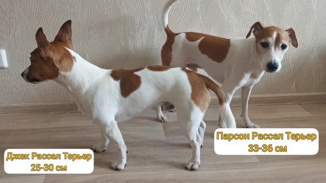 Порода Джек Рассел Терьер|Отличие Джек Рассела от Парсона