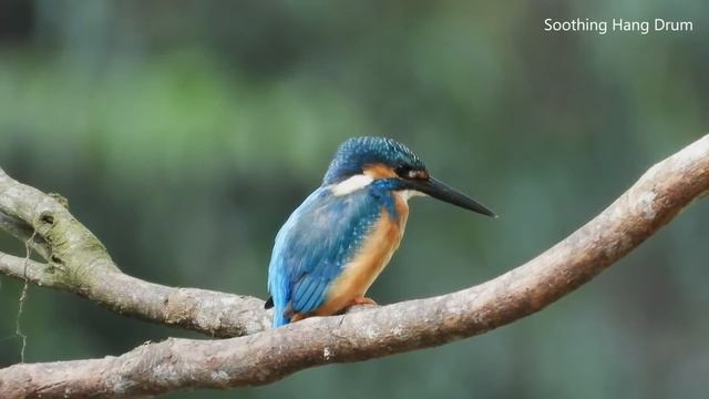 Музыка для хэндпана для медитации, исцеления и расслабления тела смотреть онлайн