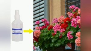 Перекись водорода для цветов. #пеларгония #цветы #советы #герань #подкормки