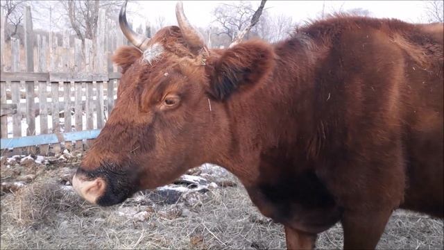 Проблемы после отёла . Что делать чем лечить.