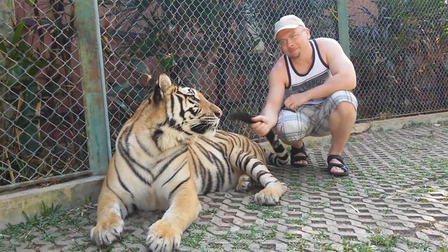 Хвост поднимай! смотреть онлайн