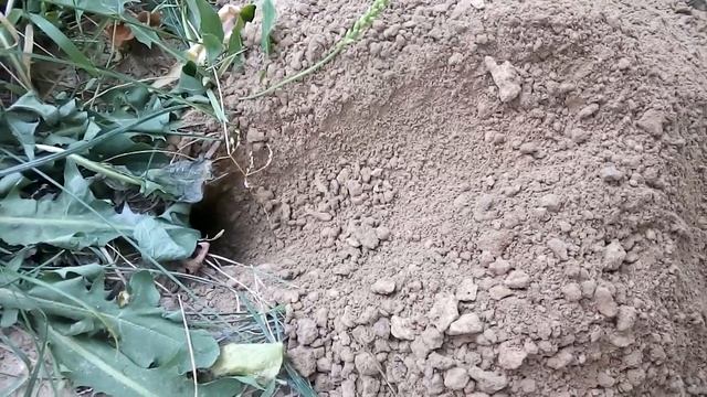 Крот или слепыш?