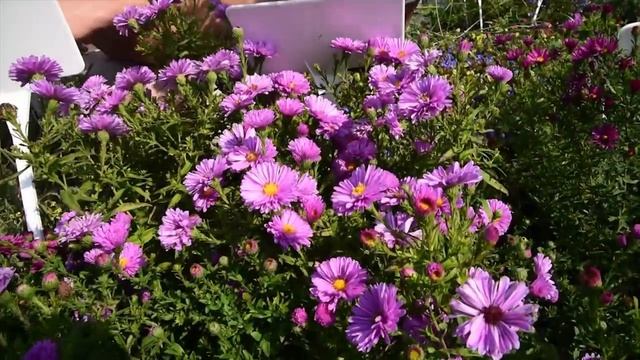 Aster novi-belgii 'Patricia Ballard' - Kopasz lilás rózsaszín őszirózsa смотреть онлайн