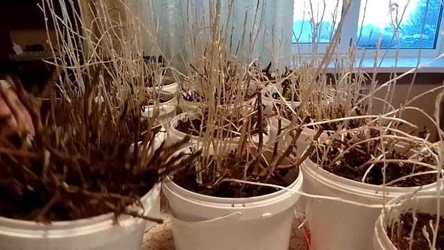 Как перезимовала хризантема мультифлора. Приводим в порядок. смотреть онлайн