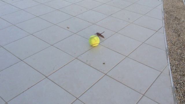 Гигантский кузнечик размером с теннисный мяч смотреть онлайн