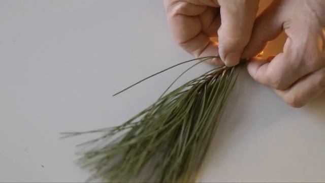 Pine Tree Identification смотреть онлайн