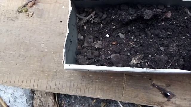 Сажаю семена помидоров 12 марта 2022г. #семенапомидоров. смотреть онлайн