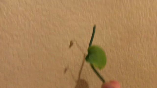 Monstera Tenius смотреть онлайн
