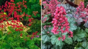 15 ЦВЕТУЩИХ МНОГОЛЕТНИКОВ Для ТЕНИ  / ФАВОРИТЫ ТЕНИСТОГО САДА