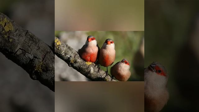 Звуки ПриРОДы и флейта, птицы, лес,. Исцеление воды и крови смотреть онлайн