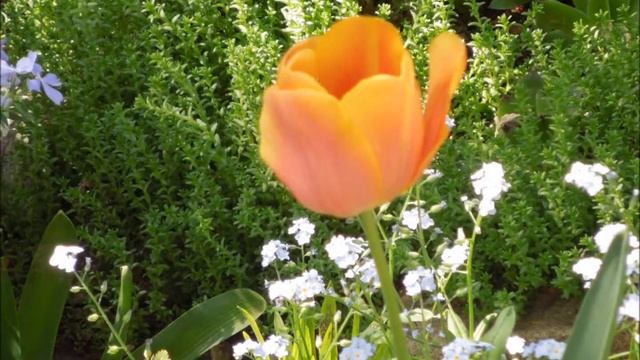 Моя клумба смотреть онлайн