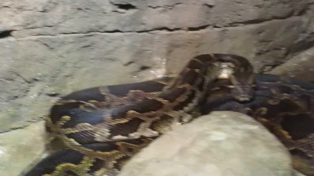 Burmese Python Henry Vilas Zoo Madison, WI 7-23-16 смотреть онлайн