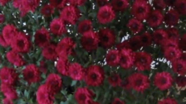 Хризантемы смотреть онлайн