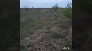 Нагонка Эстонских гончих - 5 и 6.5 месяцев