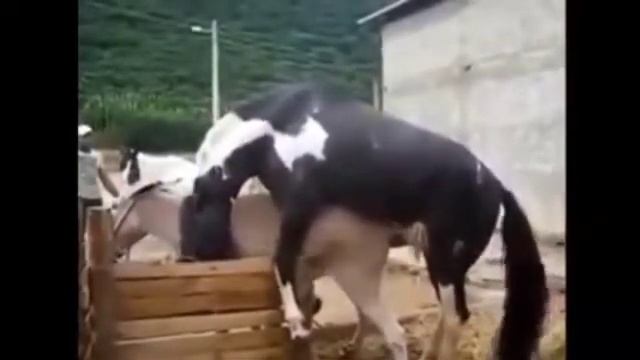 Horse Breeding, Donkey Mating, Horse Mating, Animal Mating