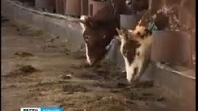 Что делать с умирающим совхозным хозяйством? смотреть онлайн