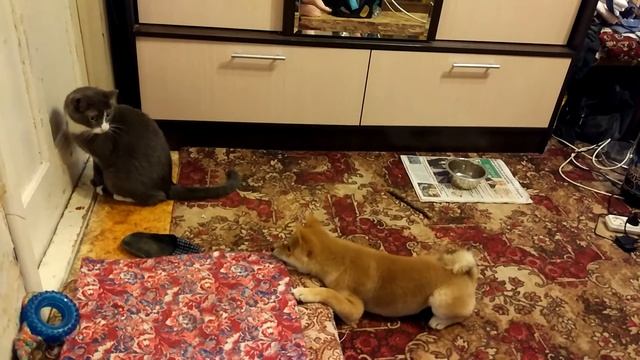 Дрессировка и воспитание Сиба ину смотреть онлайн