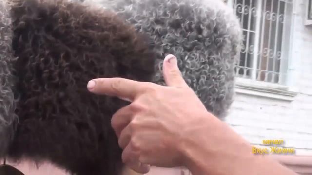 II региональный фестиваль традиционной казачьей культуры в станице Кумылженская смотреть онлайн