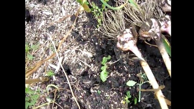 ЧЕСНОК. Уборка чеснока. Как определить когда надо убирать озимый чеснок смотреть онлайн