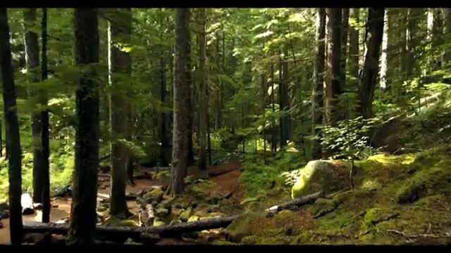 омар хишам АЛ АРАБИ сура АЛЬ ИМРАН 💗 смотреть онлайн