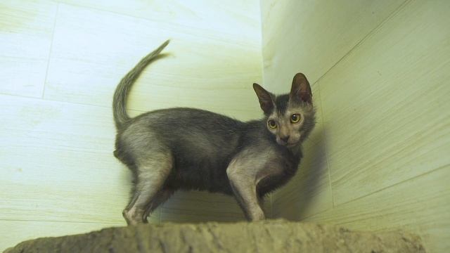 Юнит-экономика: сервис по уходу за домашними животными