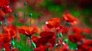 Новое видео! Невероятно красивая музыка и цветы! Лучшее Сборник КРАСИВОЙ музыки для души !