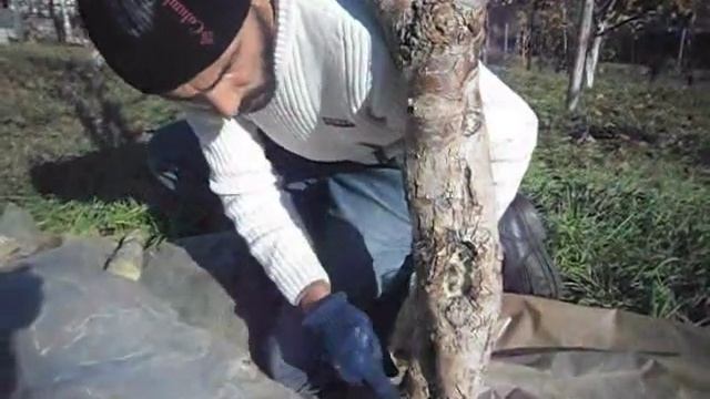 Осенняя побелка деревьев смотреть онлайн