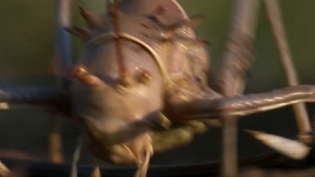the enormous herd of birds and armored ground cricket(1080p) смотреть онлайн