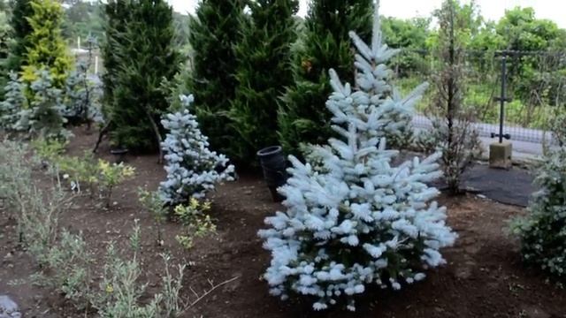 Picea Pungens Edith