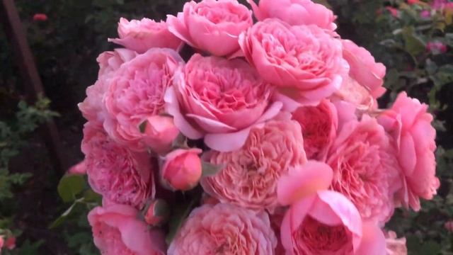 Роза с большим потенциалом Мадмуазель Мейланд/Mademioselle Meilland.Ароматный сорт с крупным цветко смотреть онлайн