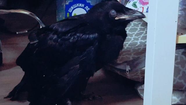 Птенец черного ворона - щупает языком, думает клювом смотреть онлайн