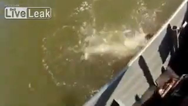 Пираньи съедают улов смотреть онлайн