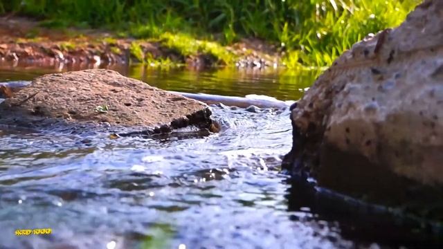 Природа у пруда смотреть онлайн