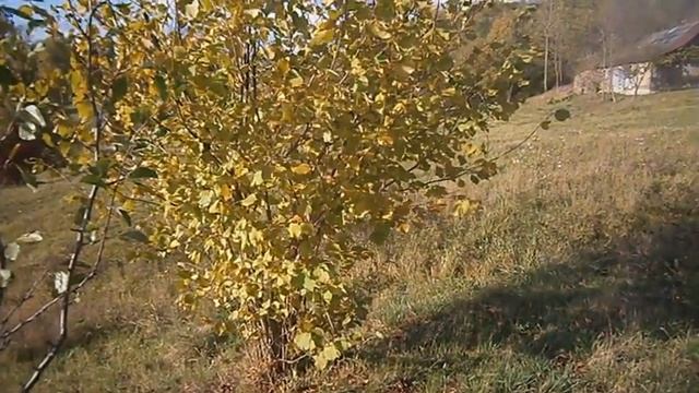 Лесные орешки в нашем саду смотреть онлайн