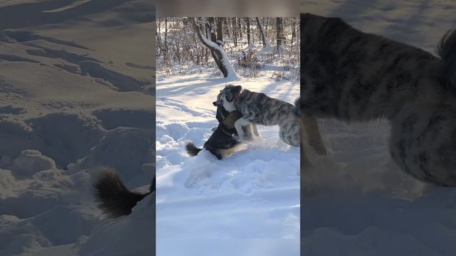 Перепалка кобеля и суки смотреть онлайн