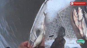 презентация рыболовного канала, DMITRY KANEV  ссылка в описании