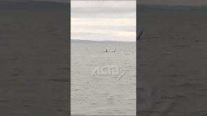 Акула выпрыгнула на 2 метра из воды возле лодки с рыбаками на Сахалине