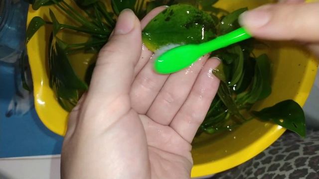Убираем чёрный жёсткий налёт с анубиаса#аквариумистика смотреть онлайн