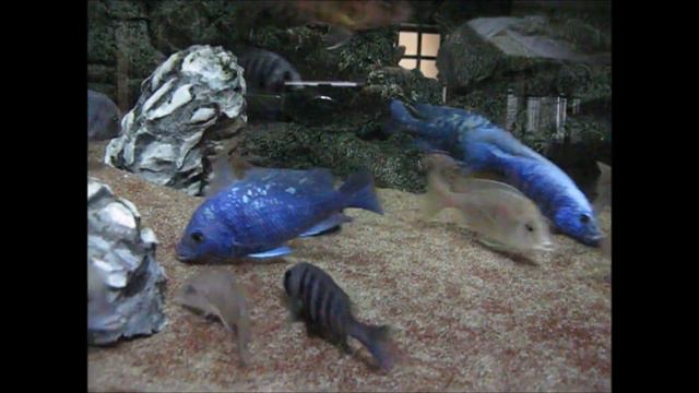 MALAWI CICHLIDS 5-MALAWI CICHLIDS-CICLIDI AFRICANI-Placidochromis-Cyrtocara-Taeniolethrinops FISH смотреть онлайн
