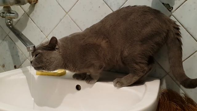 Новогоднее похмелье бывает не только у людей смотреть онлайн